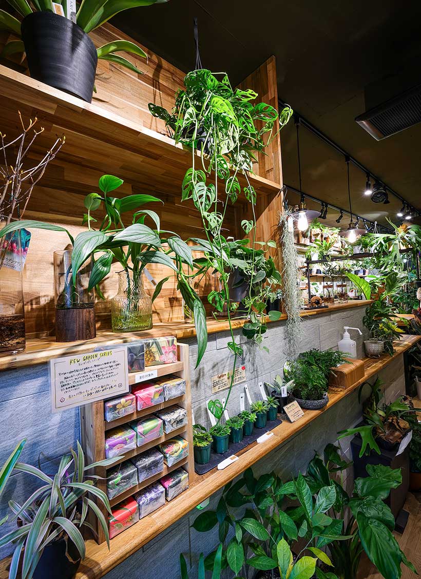 公式】HATASU葛西店【観葉植物店】